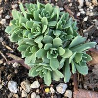 宿根草,PW モコランド,多肉植物,お花,おうち園芸の画像