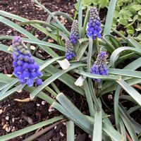 ムスカリ,球根,お花,おうち園芸,庭の画像