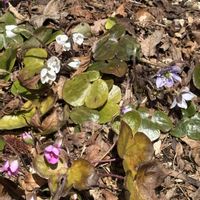 モミジ,オオミスミソウ,神戸市,六甲高山植物園,有馬温泉の画像