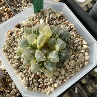 オブツーサ,ハオルチア,赤い鳥,多肉植物,軟葉系ハオルチアの画像