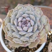 ハートチョイス,多肉植物,多肉大好き,多肉植物の紅葉,多肉植物のある暮らしの画像