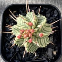 ユーフォルビア メロフォルミス錦,多肉植物,ユーフォルビアの画像