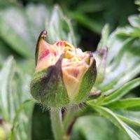 イチゴ,イチゴ,シバザクラ,シバザクラ,ギョリュウバイの画像