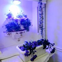 ヘリオトロープの画像