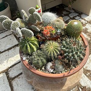 サボテン,サボテンの寄せ植えの画像