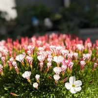 オキザリス,オキザリス・バーシカラー,オキザリス パーシーカラーの画像