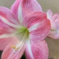 アマリリス,春の花,職場にての画像