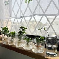 カランコエ,ガジュマル,サンパラソル,植え替え,水挿し発根の画像