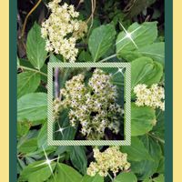 ハナニラ,アセビ,ニラ,ニワトコ,馬酔木(アセビ）の画像