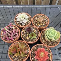 ルビーネックレス,火祭り,レティジア,ピーチプリデ,グリーンエメラルドの画像