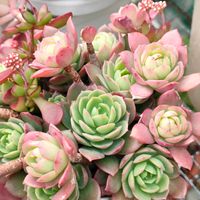 グリーンローズ,グリーンローズ,多肉植物,多肉大好き,セデベリア属の画像