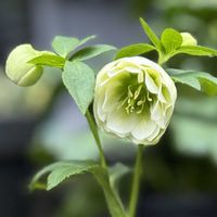 バイモ,大和園 クリスマスローズ,COCO'Sクリスマスローズ,❤︎New Face❤︎,COCO'S 2026 クリスマスローズの画像