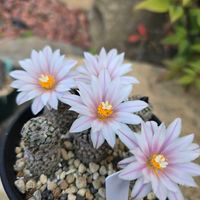 サボテン,バラ丸,花サボテン,サボテンの花,さぼてんの花の画像