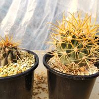 金冠竜,コピアポア 逆鱗丸,コピアポア ハセルトニアナ,フェロカクタス属,珍奇植物の画像