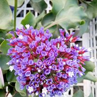 スターチス,My Place,スターチス・ペレジーロコ,スターチス・ペレジーロコ,リモニウム・ペレジーロコの画像