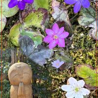 葉牡丹,雪割草,福寿草,美しく青きドヨウ,チーム・ブルーの画像