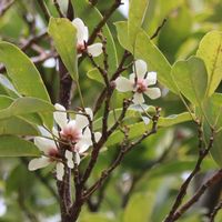 オガタマノキ,招霊の木,白い花,モクレン科,野の花山の花の画像