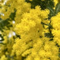ミモザ,ミモザ,温室,ビタミンカラー,黄色い花の画像