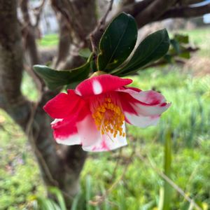 椿 つばき,盆栽,多肉植物,小品盆栽,庭の画像