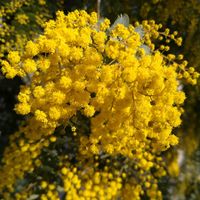 ユーカリ,ユーカリ,ミモザ,ミモザ,シルバーレースの画像