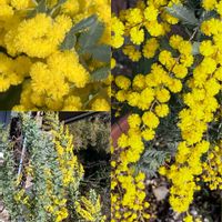 グリーンネックレス,グリーンネックレス,クリスマスローズ,クリスマスローズ,クリスマスローズの画像