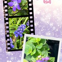 アゲラタム,ツルニチニチソウ,ムスカリ,癒し,今日の一枚の画像