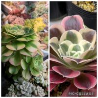 ゴールドエメラルド,多肉植物,葉挿し,リメ缶,多肉寄せ植えの画像