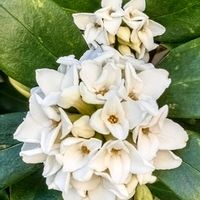 ジンチョウゲ,シンビジウム,沈丁花,いつもありがとう♡,GSの繋がりに感謝♡の画像