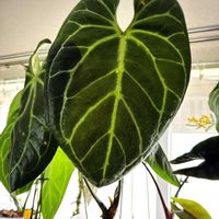 アンスリウム,フィロデンドロン ペインテッドレディ,観葉植物,エンジョイボタニカルライフ,グリーン！グリーン！グリーン！の画像