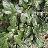 サカキ,シャクナゲ,ヤツデ,キャラボク,斑入りアオキの画像