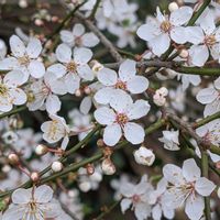 スイセン,スモモ,水仙,プシュキニア,アムステルダムの画像