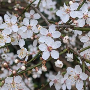 スイセン,スモモ,水仙,プシュキニア,アムステルダムの画像