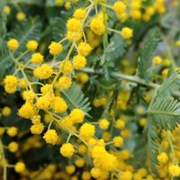 ミモザ,ミモザ,ギンヨウアカシア,ドライフラワー,かわいい花の画像