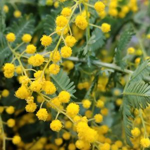 ミモザ,ミモザ,ギンヨウアカシア,ドライフラワー,かわいい花の画像