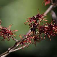 ベニバナトキワマンサクの画像