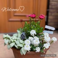 イベリス,ラミウム,オステオスペルマム,寄せ植えの画像