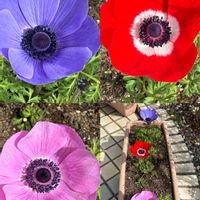 アネモネ,スノーフレークの画像