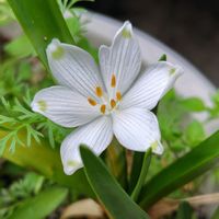 スノーフレーク,開花,うれしい！,庭パト,花のある暮らし♡の画像