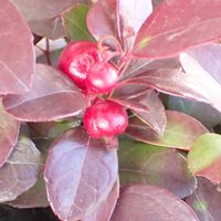 ヒメコウジ   ,花壇,庭の画像