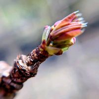 アケビ,アケビの蕾,アケビの葉,アケビの芽吹き,つる性植物の画像