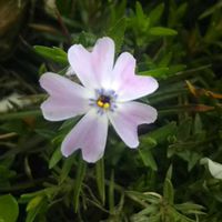 シバザクラ,花のある暮らし,小さな春,我が家のベテラン,おうち園芸の画像