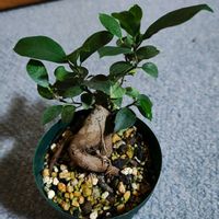 ガジュマル,ガジュマル,ガジュマル,観葉植物,ガーデニングの画像