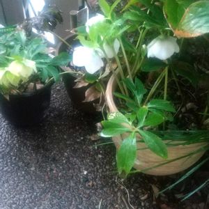 クリスマスローズ,地植えの画像