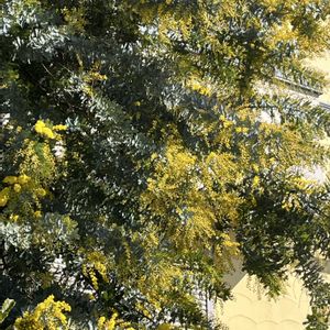 ミモザ,ミモザ,ミモザアカシア,ミモザ（ギンヨウアカシア）,ギンヨウアカシア(ミモザ)の画像