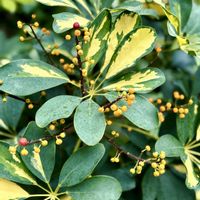 アオキ,カポック,葉牡丹,ミヤマシキミ,観葉植物の画像