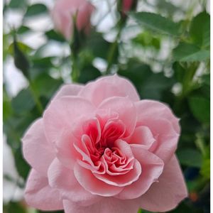 ミニバラ,ミスピーチ姫,鉢植え,癒される,かわいいな♡の画像