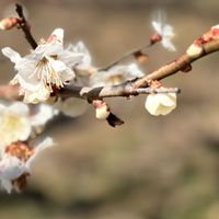 マーガレット,ミカン,紫陽花,ウスラウメ,小さな庭で楽しく癒されてますの画像