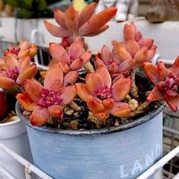  ブロンズ姫,多肉植物,年中お外組の画像