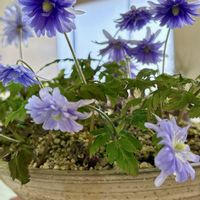 キクザキイチゲ,タツタソウ,ムシトリスミレ,ケイビアヤメ,ラペイロージア・オレオゲナの画像