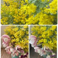 ミモザ,可愛い,黄色い花,生け花,花のある暮らしの画像